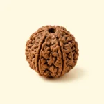 Rudraksha